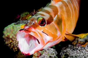 Blacktip grouper, Dahab, Red sea. by Filip Staes 